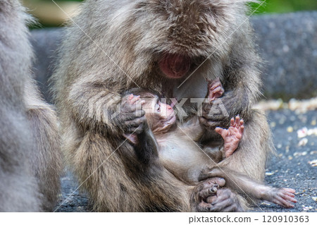 屋久島世界遺產（春）～黑幫獼猴母子哺乳 120910363