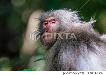 Yakuzaru threats World Natural Heritage Yakushima (Spring) 120910392