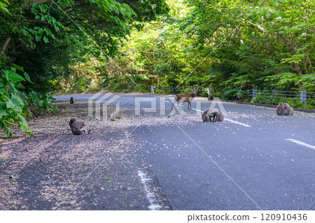 Yakushima World Natural Heritage Monkeys and Deer (May) Yakushima Monkeys and Yakushima Deer in the Green Corridor 120910436