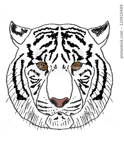 A tiger A tiger 120910489