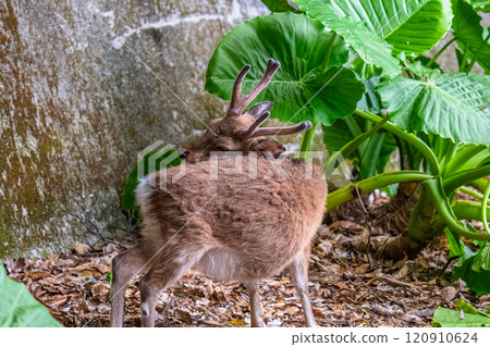 Yakushima World Heritage Site (Spring) 120910624