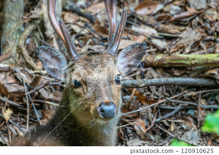 Male Yakushima deer, alert, World Natural Heritage Site (Spring) 120910625
