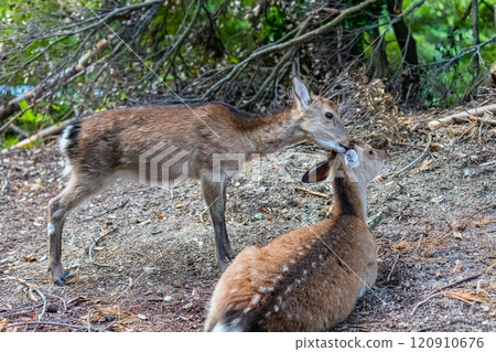 Yakushima World Heritage Site (Spring) 120910676