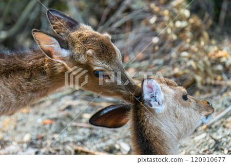 屋久島世界遺產（春季） 120910677