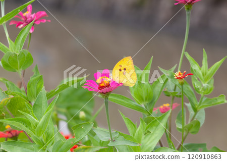 Butterfly on a red flower in the garden with green background Butterfly on a red flower in the garden with green background 120910863