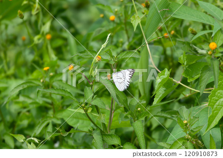 Butterfly on a red flower in the garden with green background Butterfly on a red flower in the garden with green background 120910873