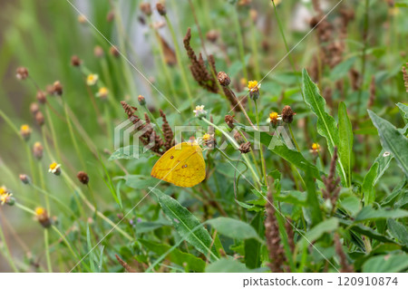 Butterfly on a red flower in the garden with green background Butterfly on a red flower in the garden with green background 120910874