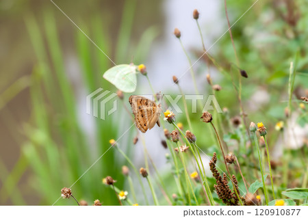 Butterfly on a red flower in the garden with green background Butterfly on a red flower in the garden with green background 120910877