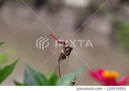 Butterfly on a red flower in the garden with green background Butterfly on a red flower in the garden with green background 120910893