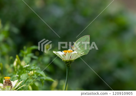 Butterfly on a red flower in the garden with green background 120910905