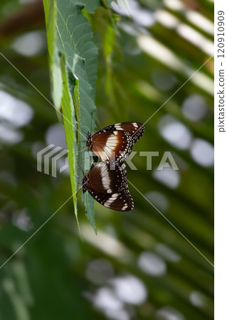 Butterfly on a red flower in the garden with green background 120910909