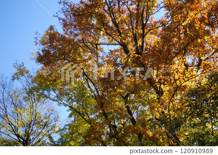 A big tree of Zelkowa foliage A big tree of Zelkowa foliage 120910989
