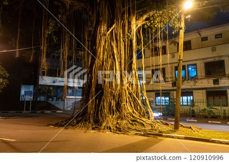 The majestic Banyan Tree standing in the city at night 120910996