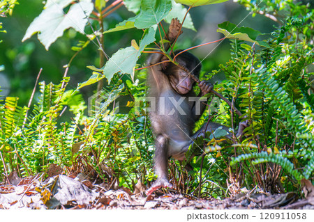 Yakushima World Natural Heritage Monkeys (May) Cute baby Yakuza monkeys 120911058
