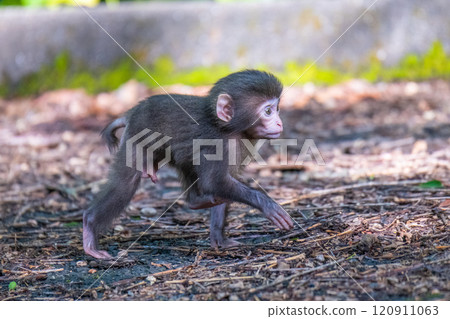 Yakuza monkey children playing on Yakushima Island, a World Natural Heritage site (spring) 120911063