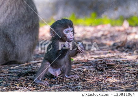 世界自然遺產屋久島（春季）的黑幫猴寶寶保持警戒 120911064