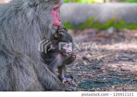 Yakushima World Heritage Site (Spring) - Parent and child Yakuza monkeys foraging Yakushima World Heritage Site (Spring) - Parent and child Yakuza monkeys foraging 120911121