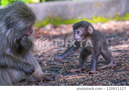Yakushima World Heritage Site (Spring) - A mother and child Yakuza monkey relaxes 120911127