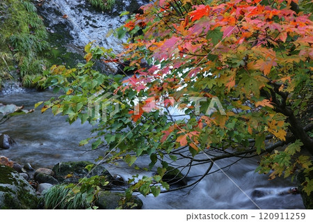 Brightly colored autumn leaves on the banks of a valley 120911259