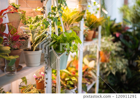 Home indoor garden hobby many potted plant placing on wooden shelves with light illumination 120911291