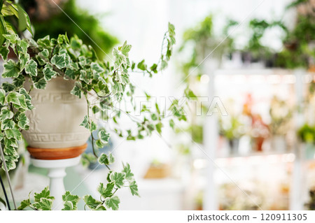 Lush greenery hedera ivy with ornamental leaves in white ceramic pot at indoor home garden 120911305