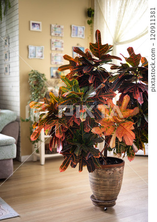 Croton in beige ceramic pot growing at cozy living room with couch sofa home interior Croton in beige ceramic pot growing at cozy living room with couch sofa home interior 120911381