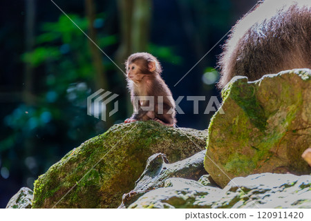 Yakuza monkey baby relaxing on Yakushima Island, a World Natural Heritage Site (Summer) 120911420