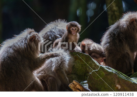 一群黑幫猴子在世界自然遺產屋久島休息（夏季） 120911438