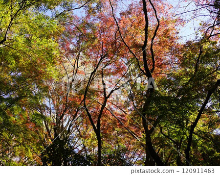 Kamakura Lion Dance and Autumn Leaves 120911463