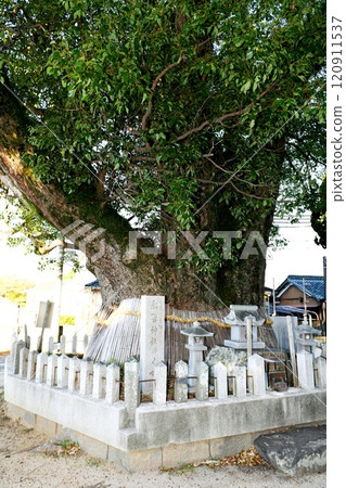 [Misaki Town: A sacred tree with a rare shape, with four trunks fused together: the camphor tree at Funamori Shrine, a natural monument of Osaka Prefecture] 120911537