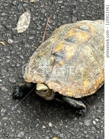 A turtle lying on the road 120911561