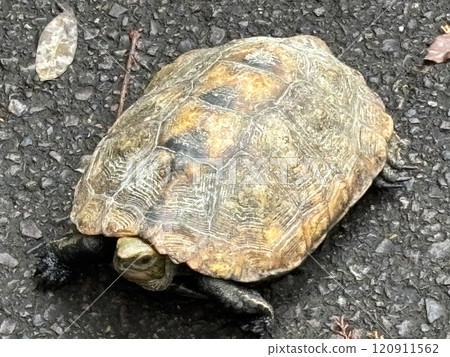 A turtle lying on the road 120911562