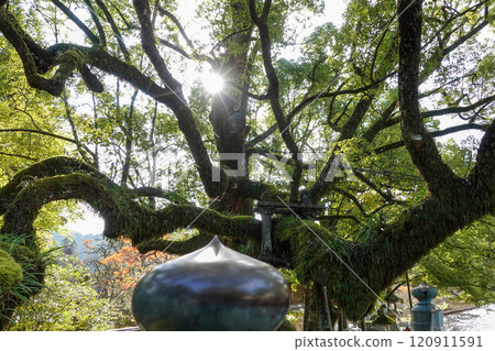[Fukuoka] Dazaifu Tenmangu Shrine 120911591