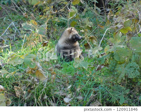 野貉側頭看 野貉側頭看 120911846