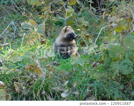 Wild raccoon with tongue out Wild raccoon with tongue out 120911887