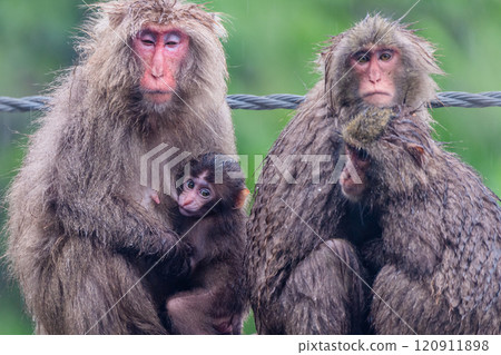 Yakuzaru endures the rain World Natural Heritage Yakushima (Summer) 120911898