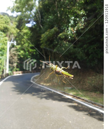 Suddenly fly away 120911918