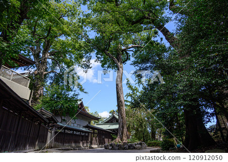 神社內的大樹 神社內的大樹 120912050