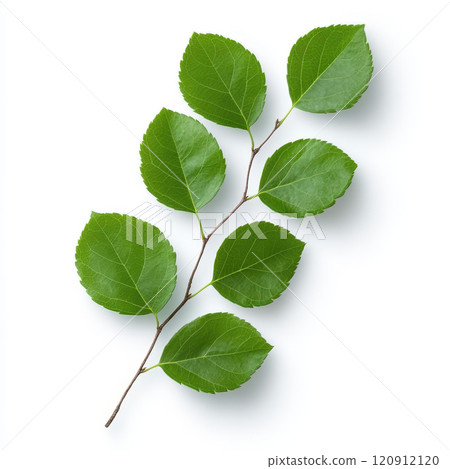 Fresh green leaves on branch, showcasing vibrant natural beauty 120912120
