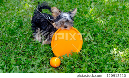Playful yorkshire terrier puppy with orange frisbee and ball on green grass 120912210