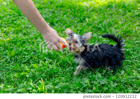 Small dog playing fetch on green grass with human hand 120912212