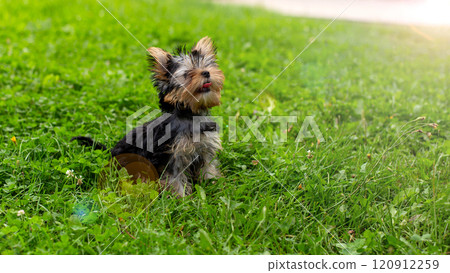 Yorkshire terrier puppy enjoying sunny day on green grass 120912259