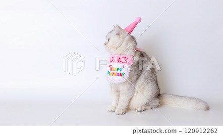Fluffy cat celebrating birthday in pink party hat and festive bib Fluffy cat celebrating birthday in pink party hat and festive bib 120912262