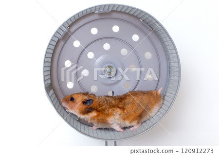 Energetic hamster running in wheel for fitness and playful activity 120912273