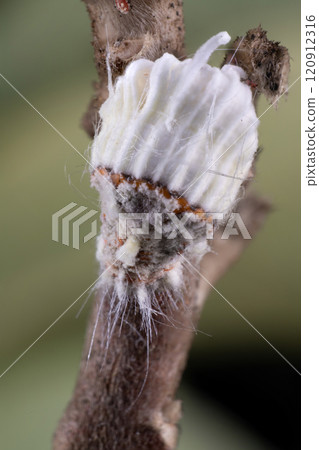 伊塞里亞介殼蟲雌性成蟲 伊塞里亞介殼蟲雌性成蟲 120912316