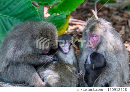 一群黑幫猴子在世界自然遺產屋久島休息（夏季） 120912528