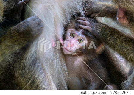 世界自然遺產屋久島,黑幫猴子寶寶的哺乳(夏季) 世界自然遺產屋久島,黑幫猴子寶寶的哺乳(夏季) 120912623