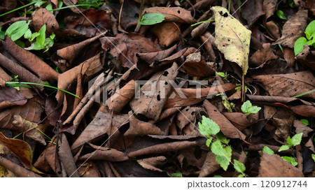 Fallen leaves Fallen leaves 120912744