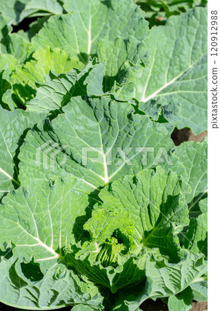 Garden with cultivated young green organic cabbages. Garden with cultivated young green organic cabbages. 120912988