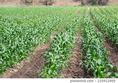 Farm land with rows of organic corn growing in summer. Farm land with rows of organic corn growing in summer. 120912989